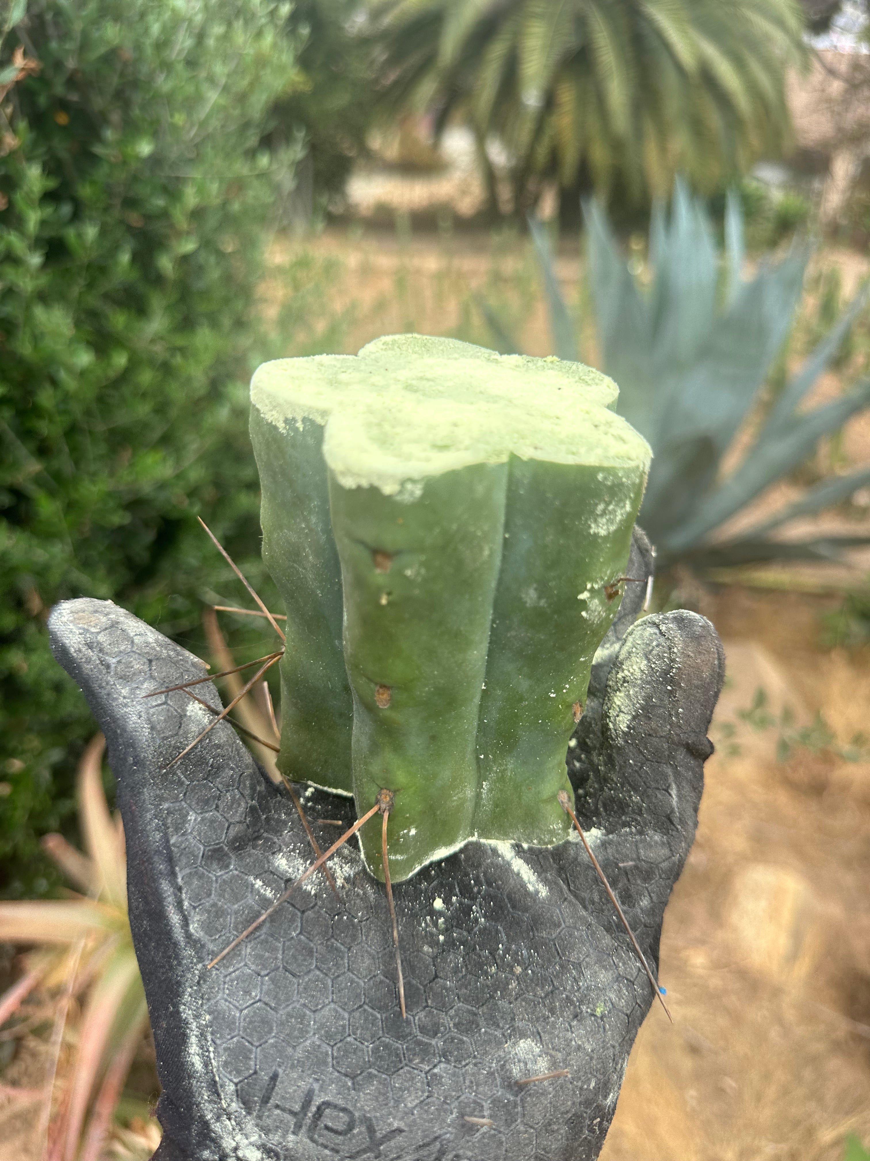 New FREE ADD-ON  — 🌶️ Chuck’s Bridge — 3-4” Roota-Chonk.