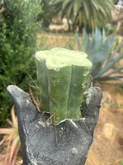 New FREE ADD-ON  — 🌶️ Chuck’s Bridge — 3-4” Roota-Chonk.