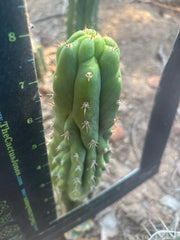 👑🐦‍⬛ RJ’s Clone — 8” Tip