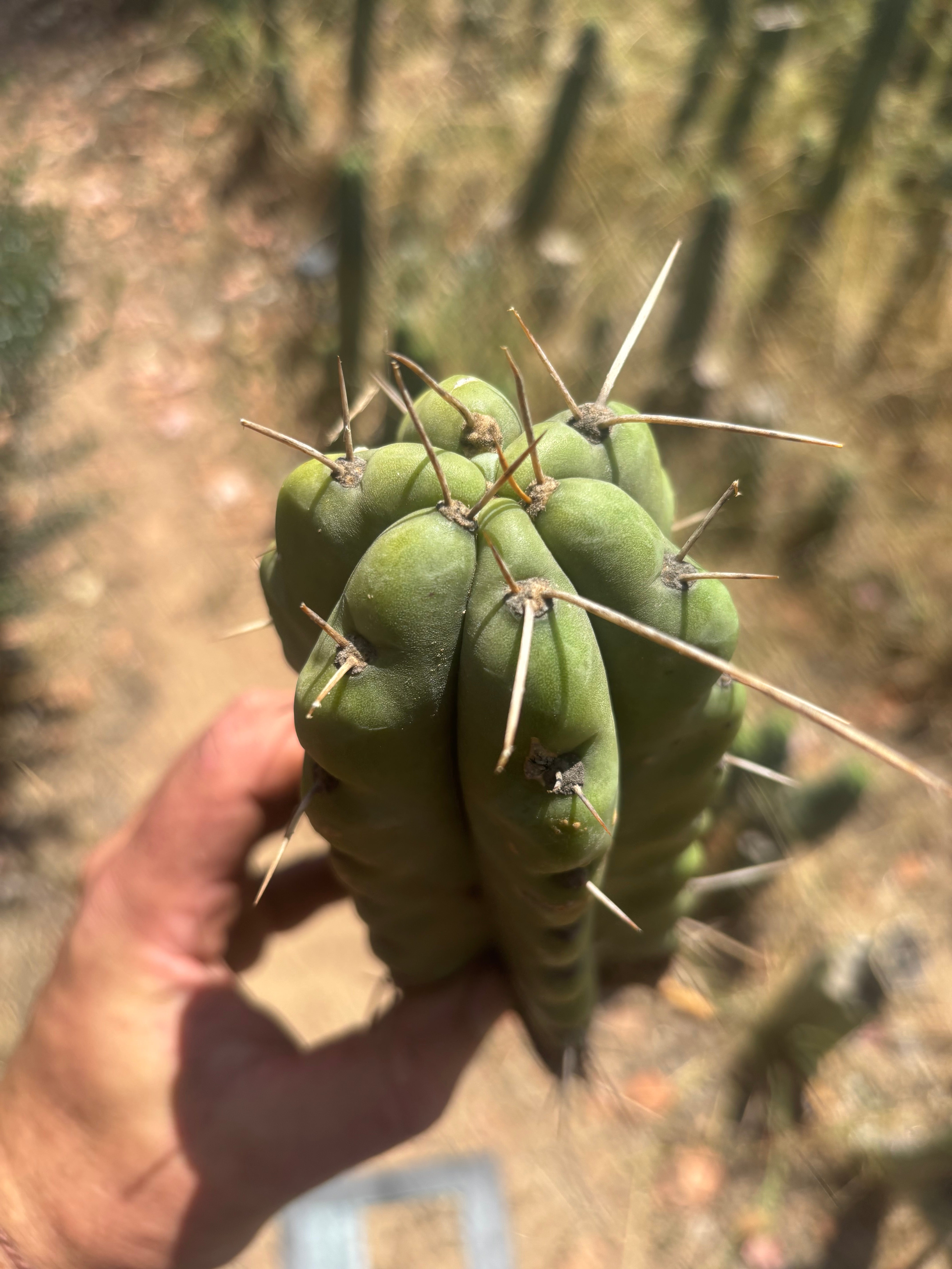 💎💎🌶️🌶️ NOM — 9” Tip, Throwing Roots