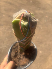 💎🌶️🌶️ NOM — Pup Graft On Seed Grown Rooted Stock
