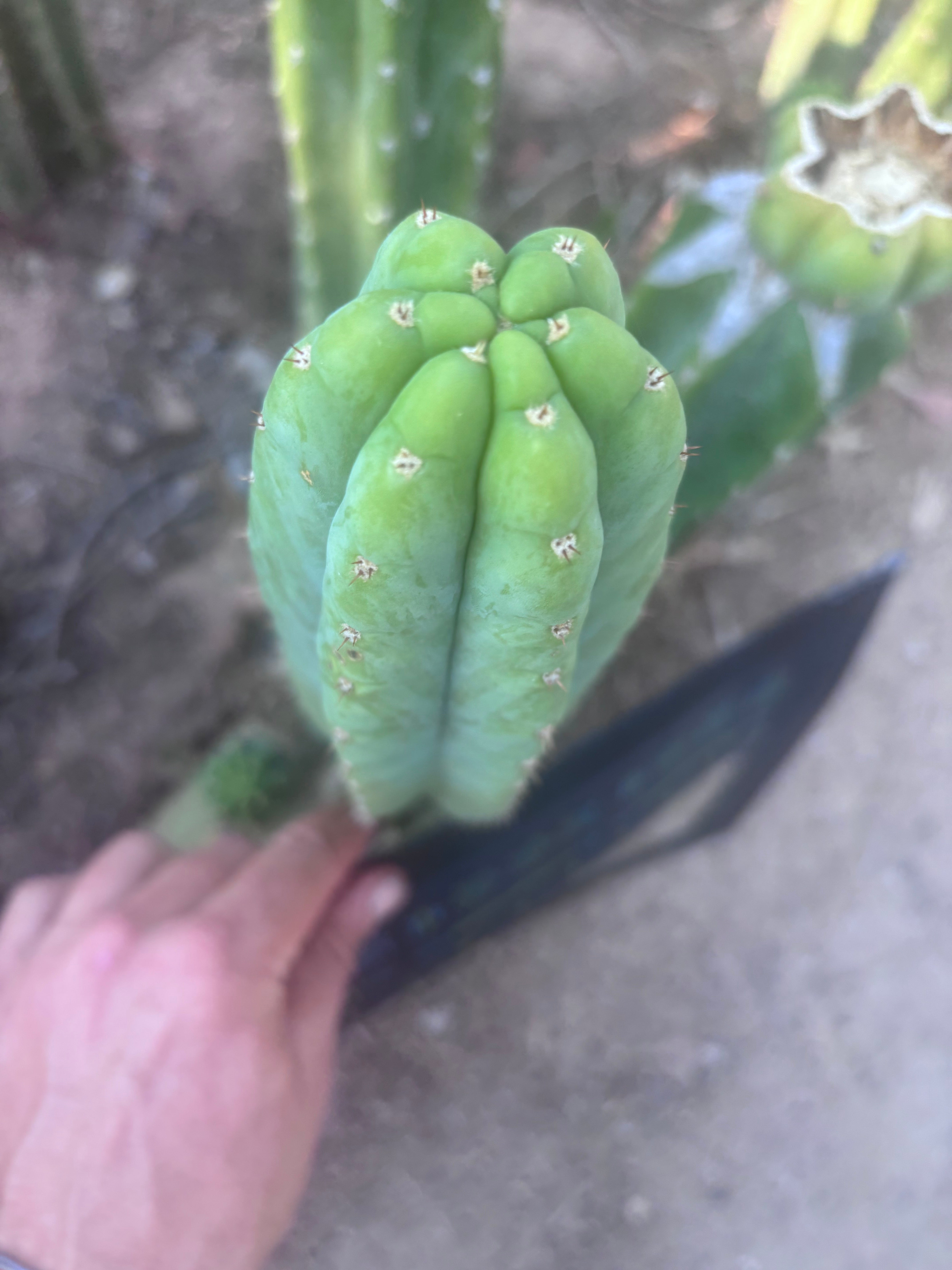 👑🌶️🌶️ Another Drop, Another Ogun — 9” Tip