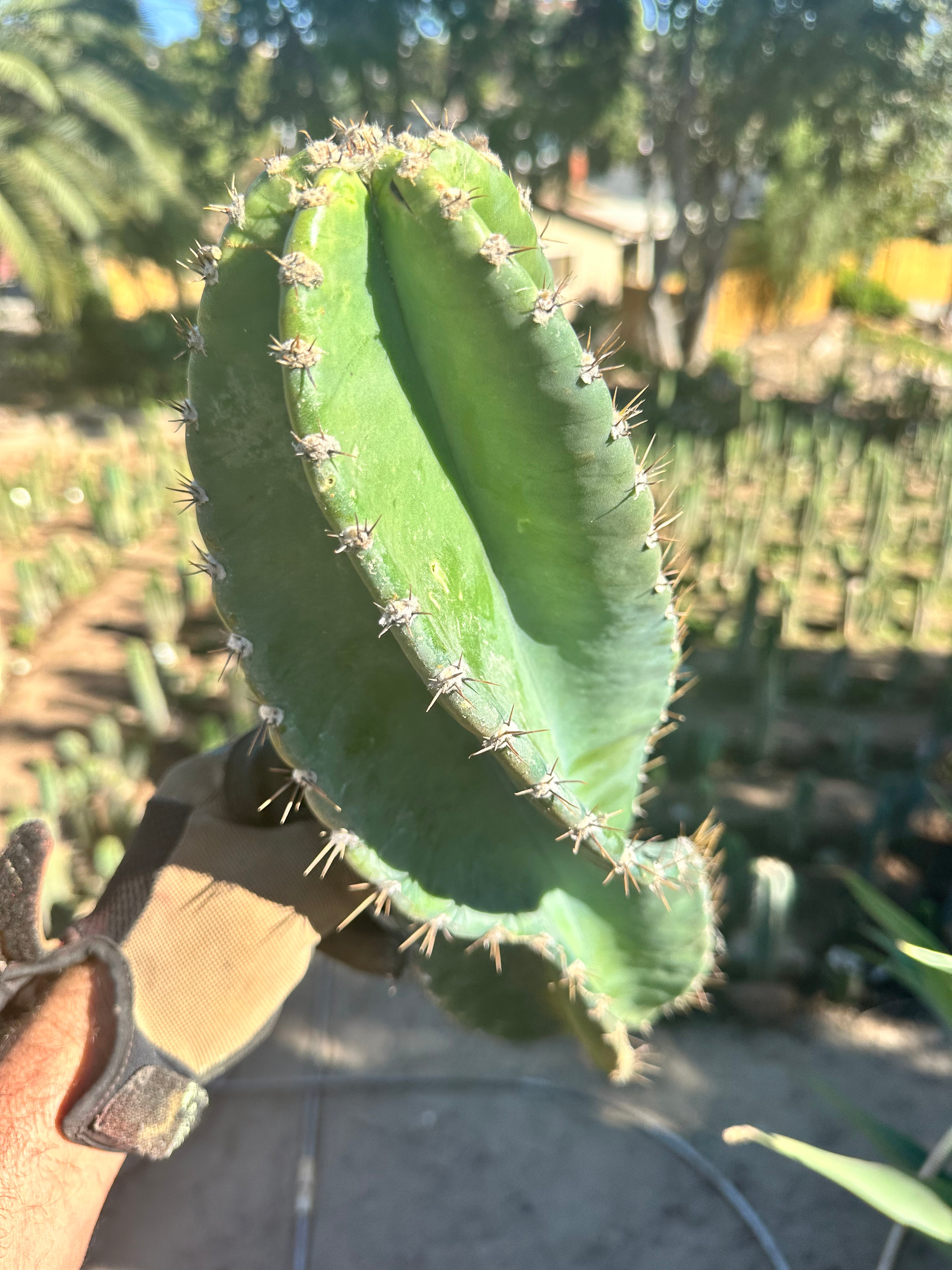 Tornado Cactus — XL 15” Pup