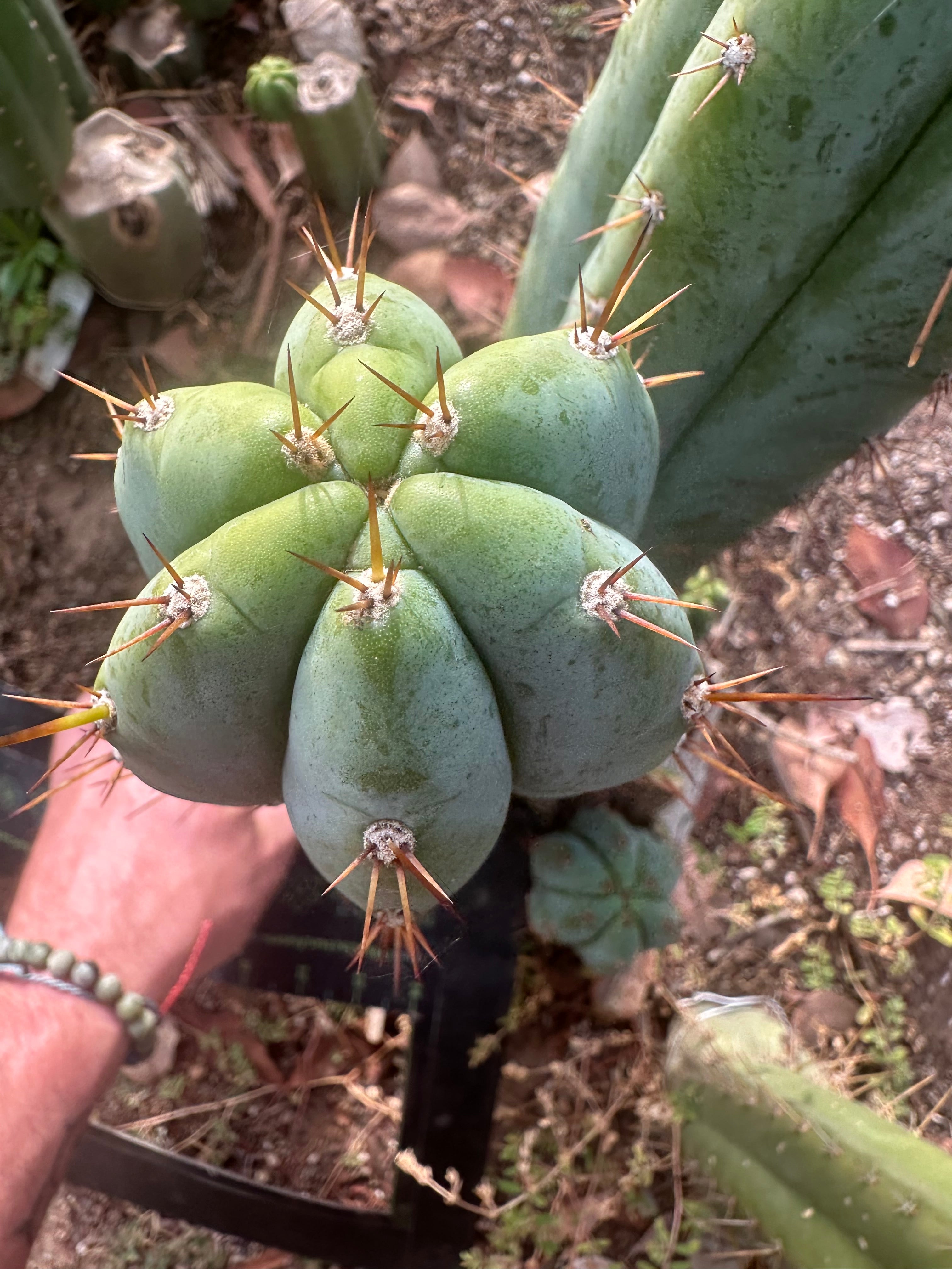 👑🌶️ Kimnach — Chonky 12” Pup