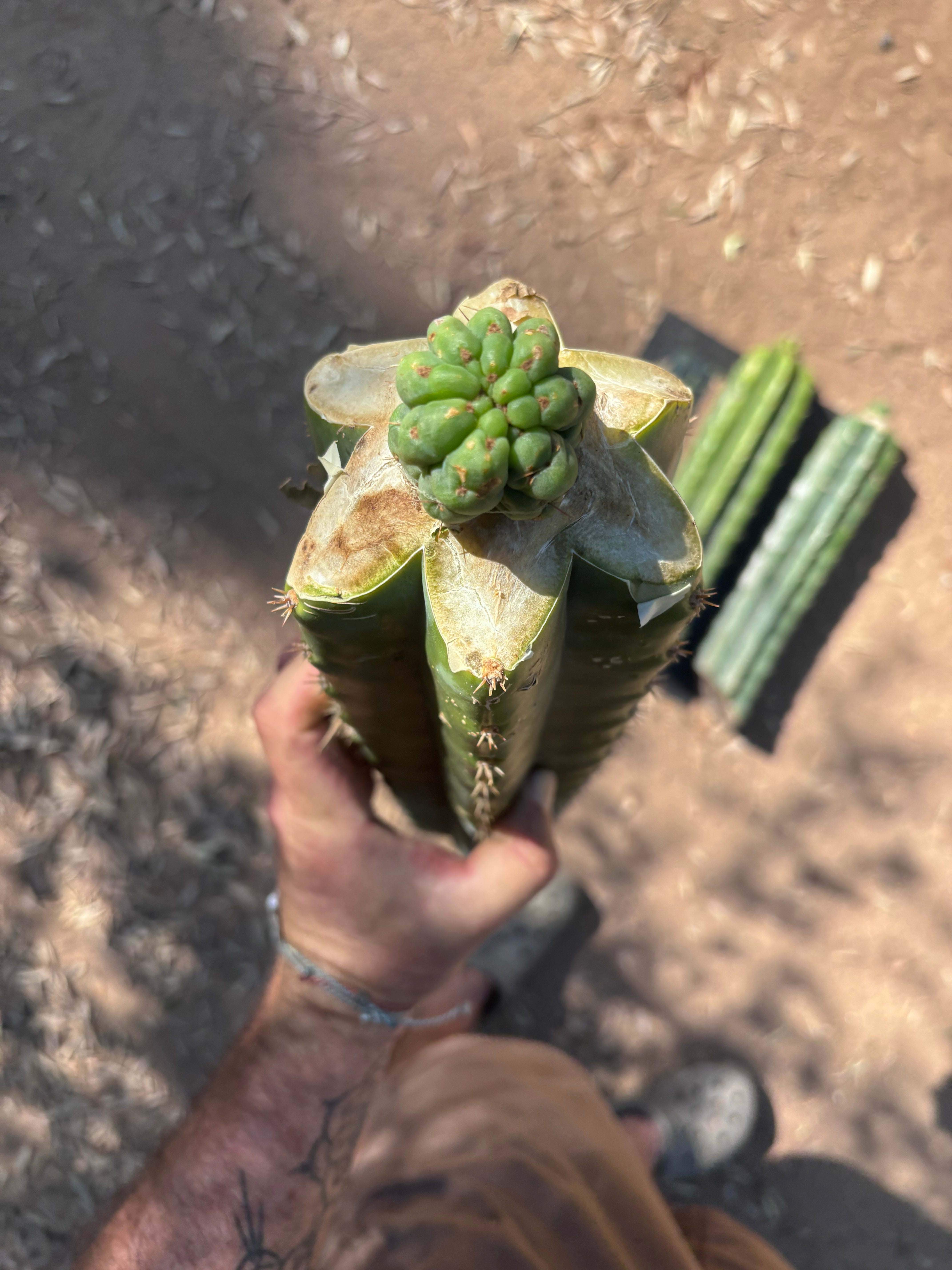 💎👑💎 Havran — Tip Graft on XL Magnum Stock (3 Available)