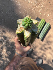 💎👑💎 Havran — Tip Graft on XL Magnum Stock (3 Available)