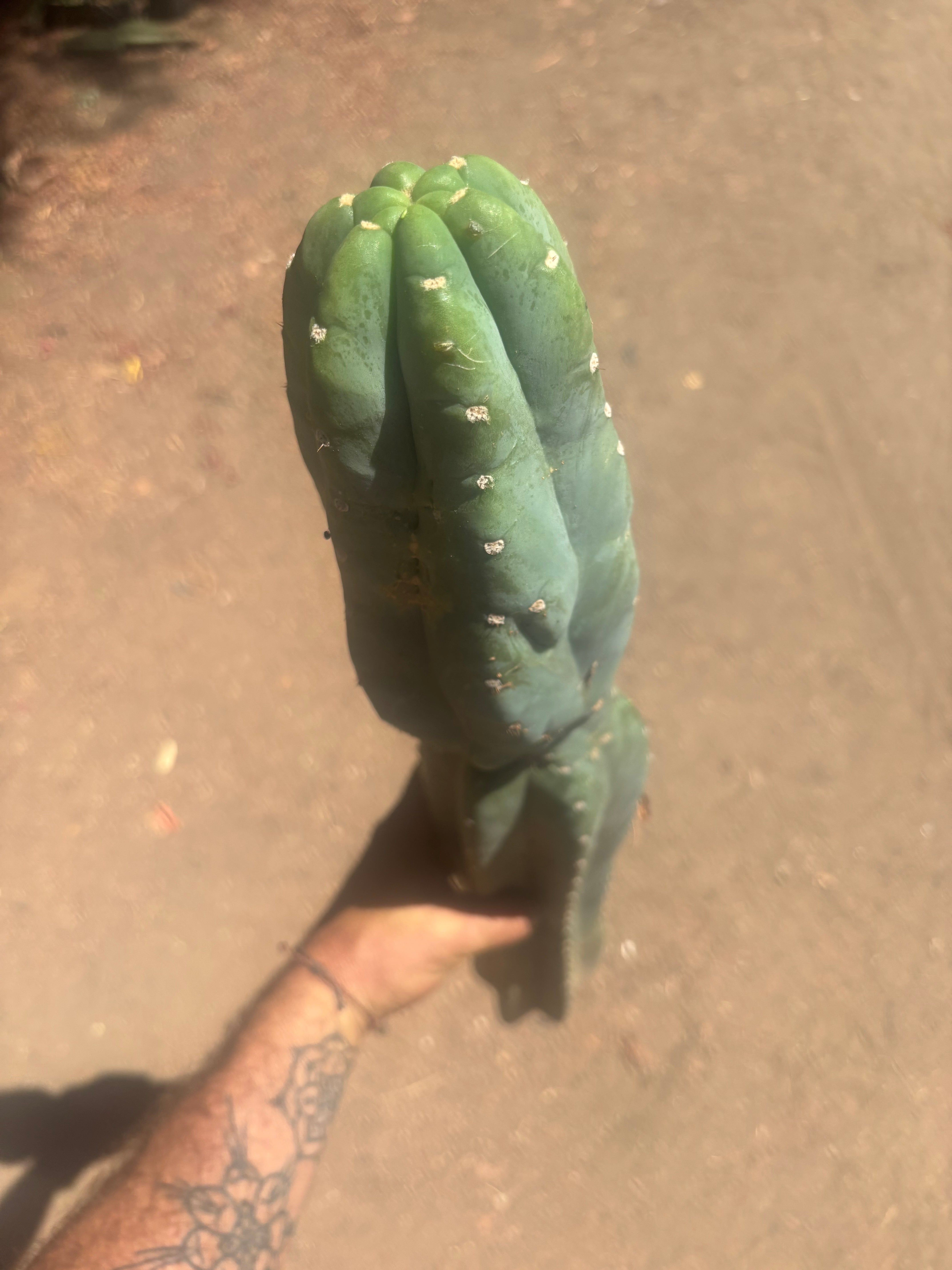 👑🌶️💎 Pierre — XXL 25” Tip