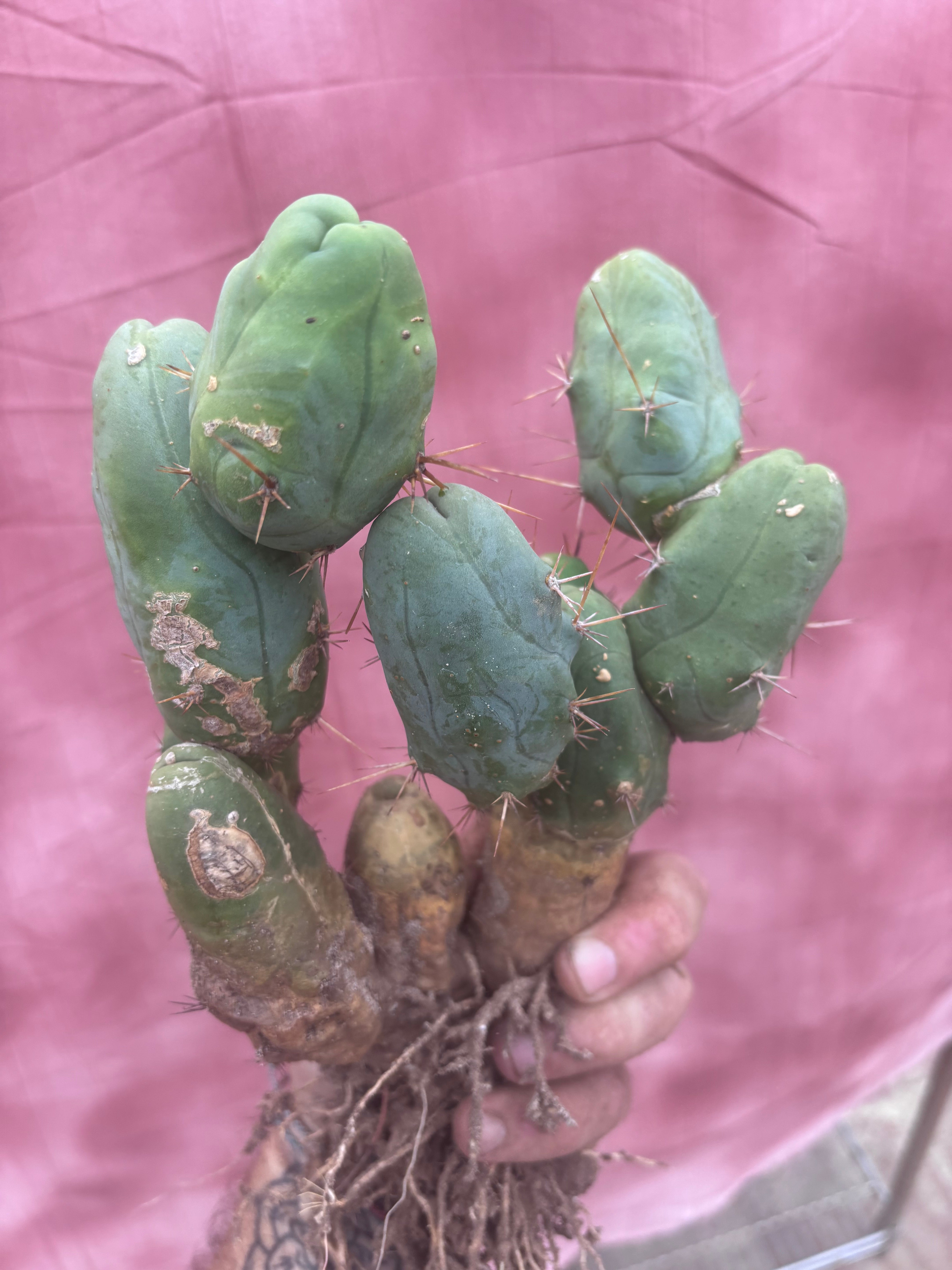 👑🌶️🌶️  TBM Clone B — XL Fully Rooted