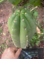 💎👑🌶️ Maranonensis — GIRTHY 10” Tip