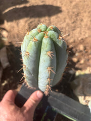 💎👑  Bart! (Monassa Blue) — 7” Pup