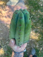 💎🌶️🌶️ NOM —  8” Tip Chonk