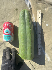 👑🌶️ Tom Juuls Giant  — XL Thick 12” Tip
