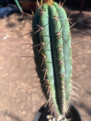 💎👑💎(🌶️ ) Tipz — Fully Rooted 16”