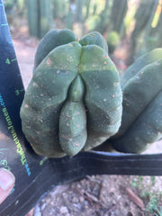 💎👑💎🌶️ Ferah — Fourwang Chub Muffin