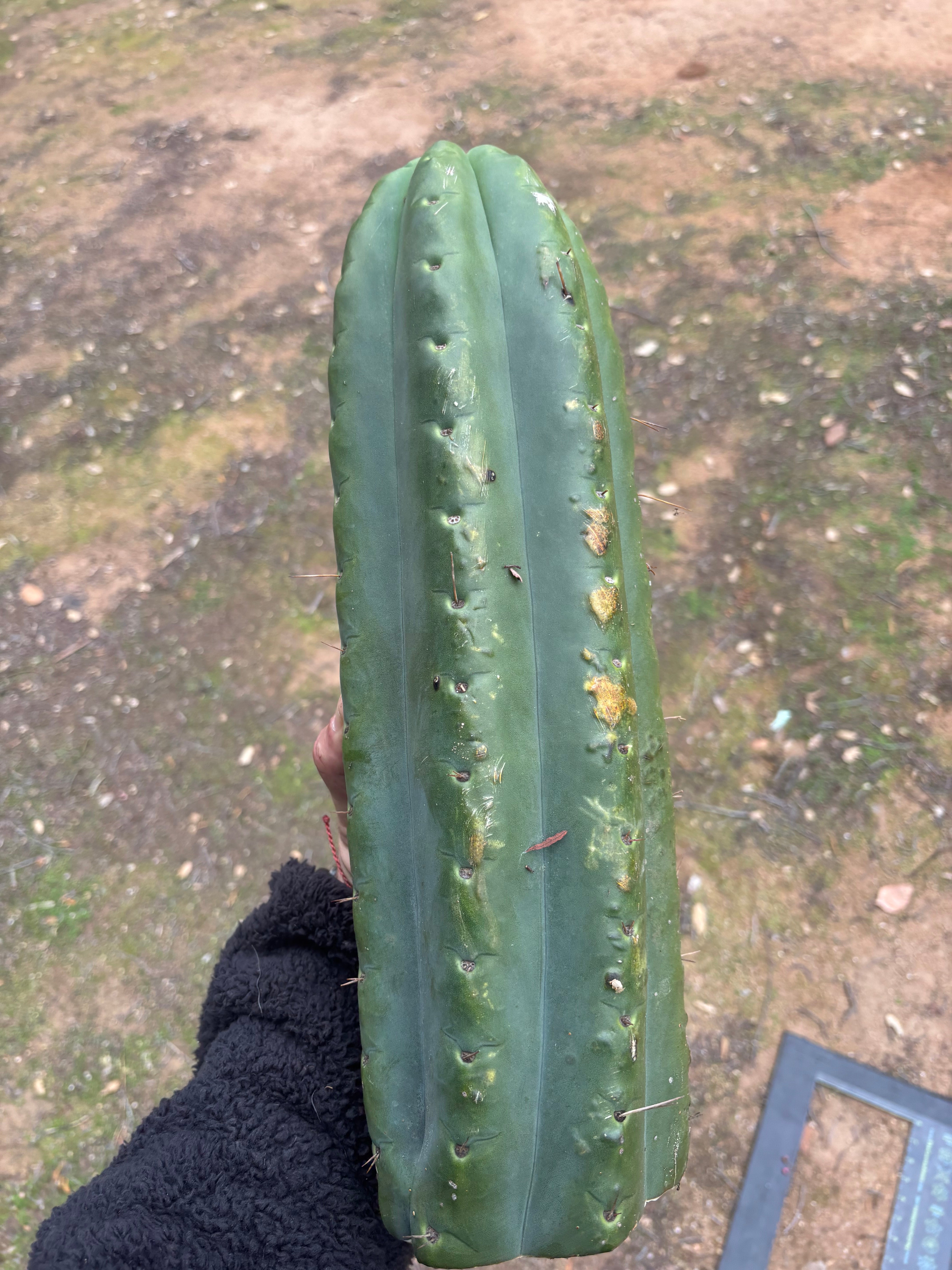 💎🌶️ SS02 x Yowie — MASSIVE 15” Tip