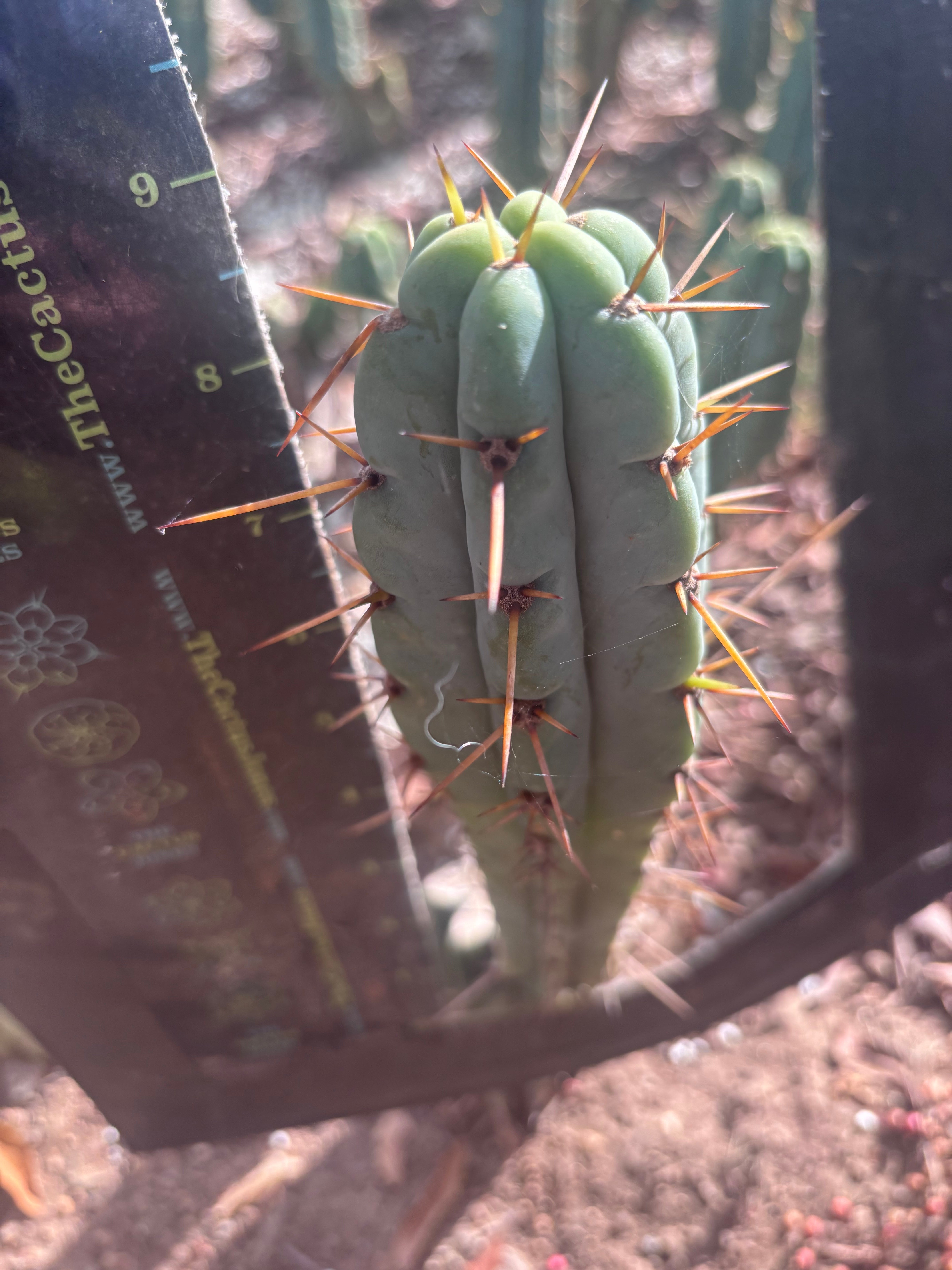 👑🌶️🌶️ Pala! — The Mid Week Pup