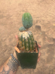 💎👑💎  NUBS — Established Slab Graft w/ Pup, Rooted