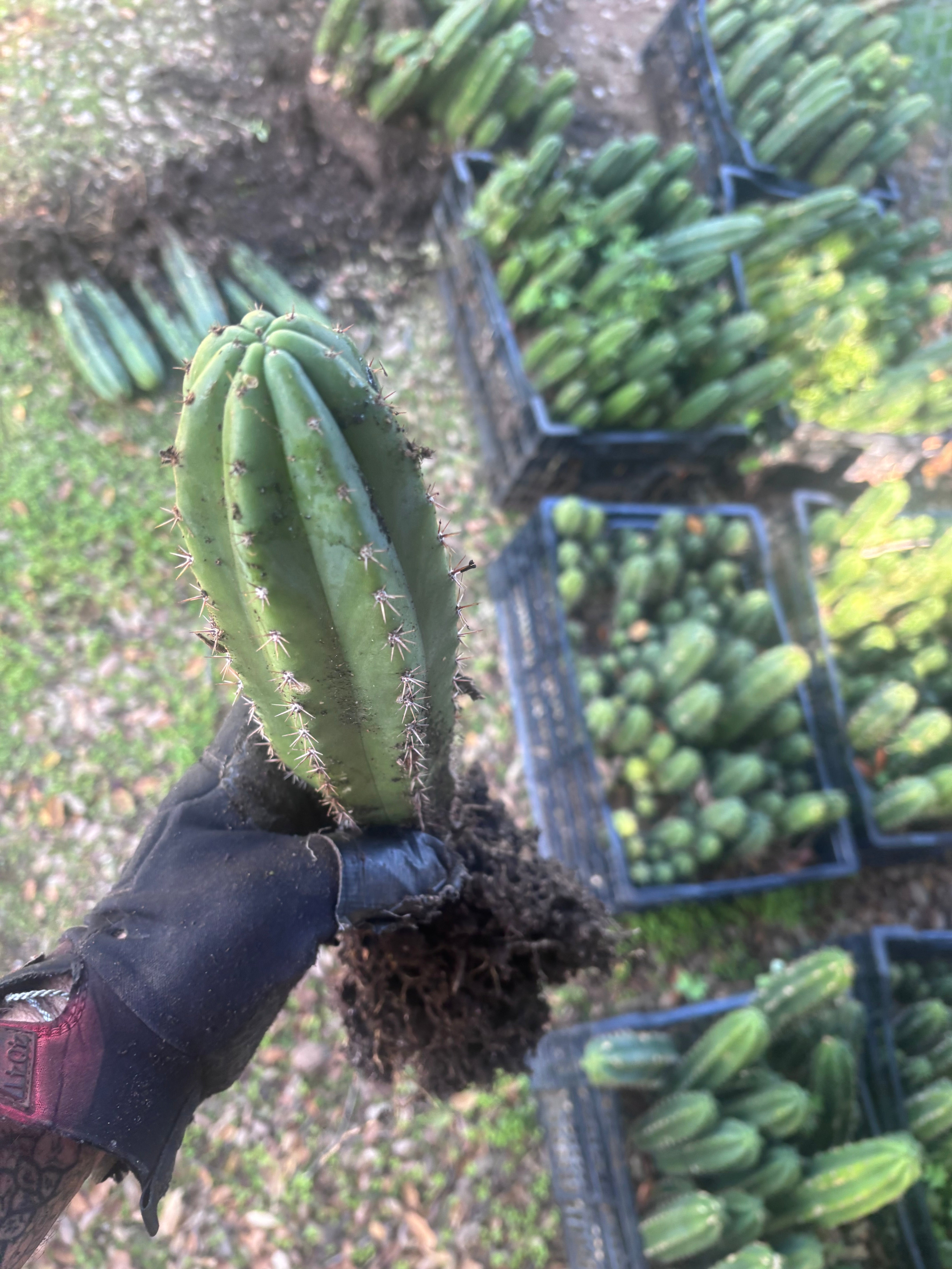 🎁🌶️ NEW Add On Freebie! — DeCosta x Bob, Large Yearlings