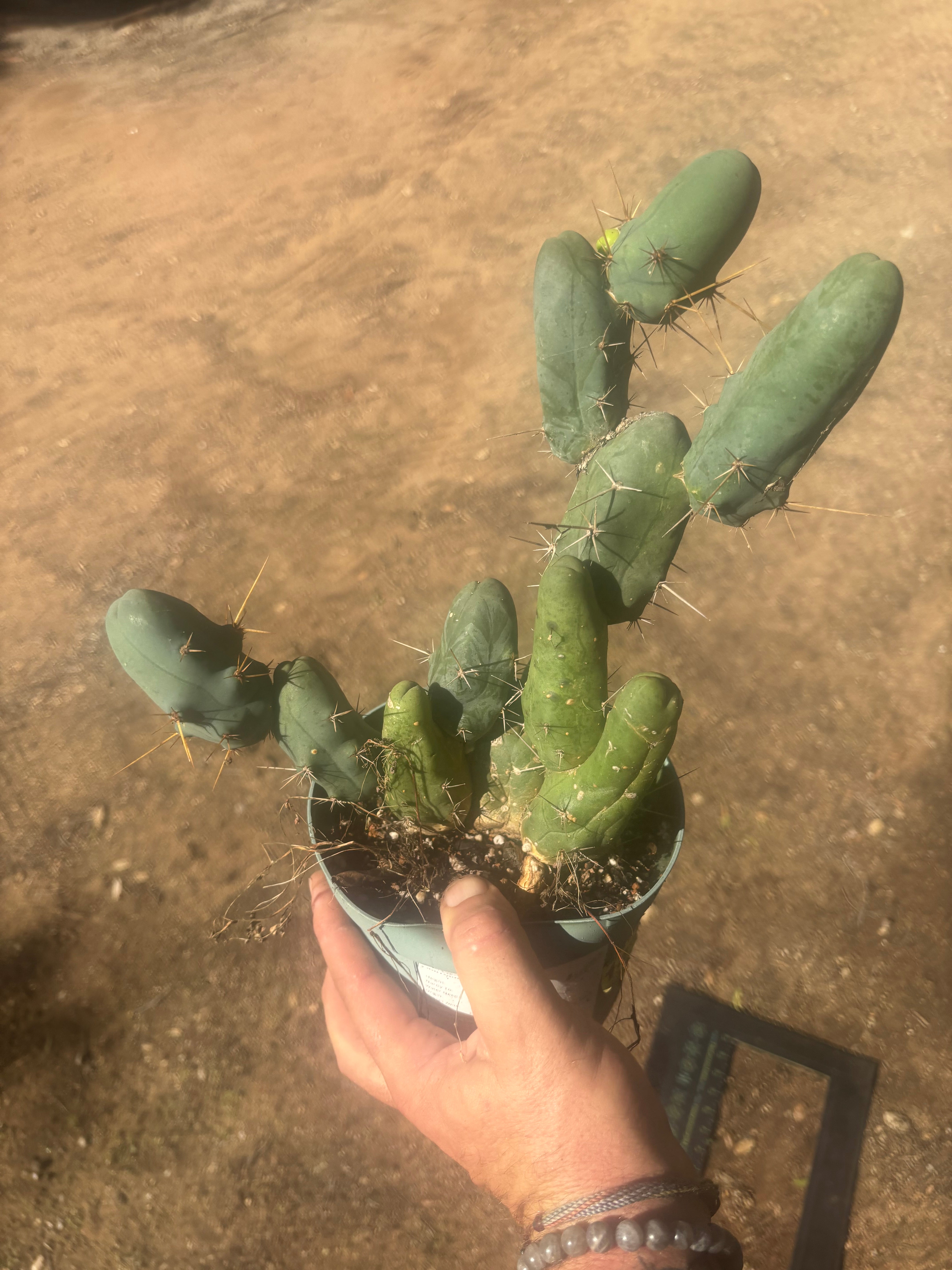 👑🌶️🌶️  TBM Clone B — Fully Rooted, 12 Segments
