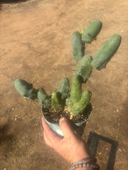 👑🌶️🌶️  TBM Clone B — Fully Rooted, 12 Segments