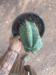 💎👑💎 Papa Smurf — Chonky 12” Rooted Tip