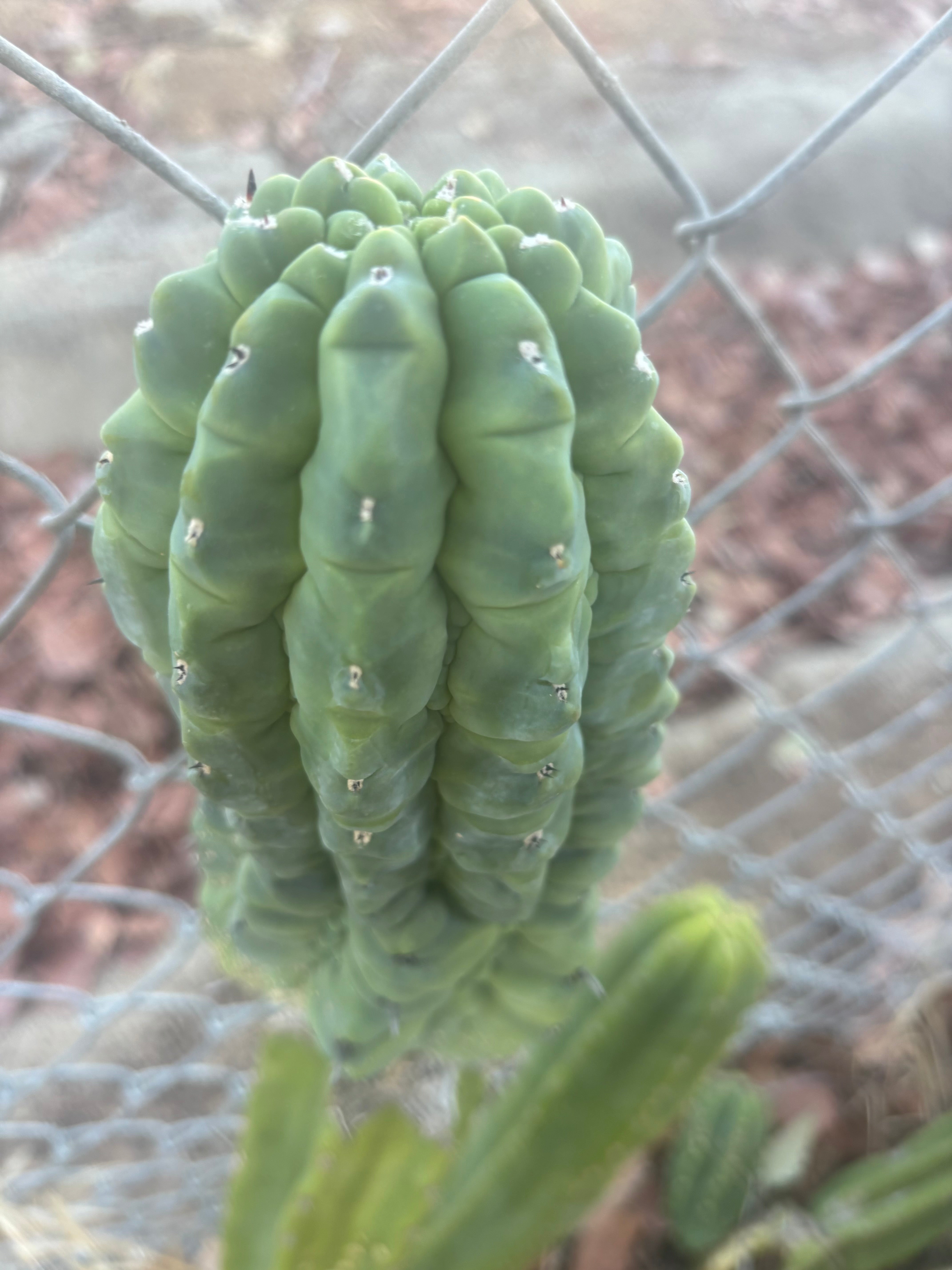 👑💎 Glorp — Another XL Graft