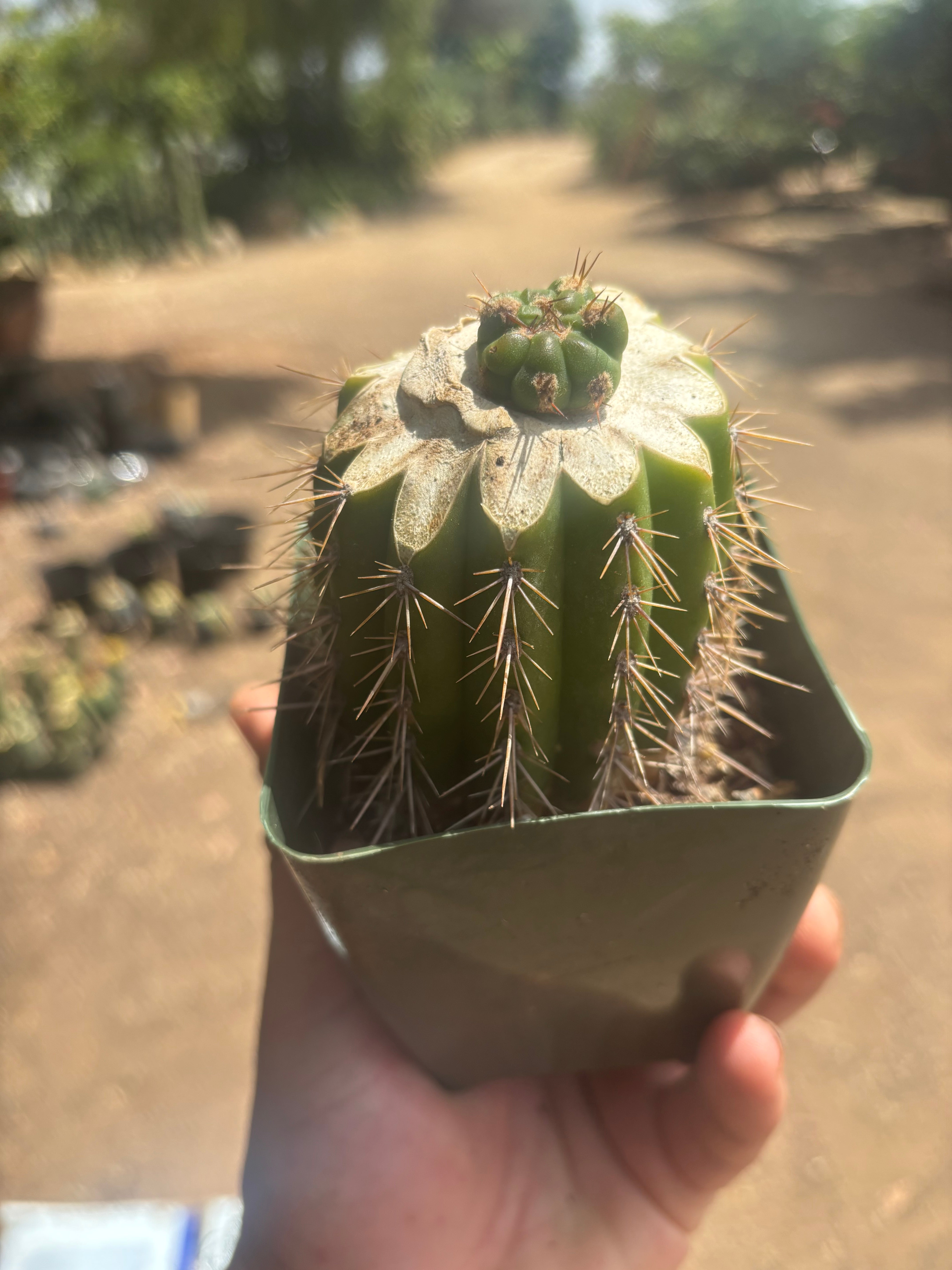 💎👑💎 Tulhuay — Rare Magenta Flower — Pup Graft