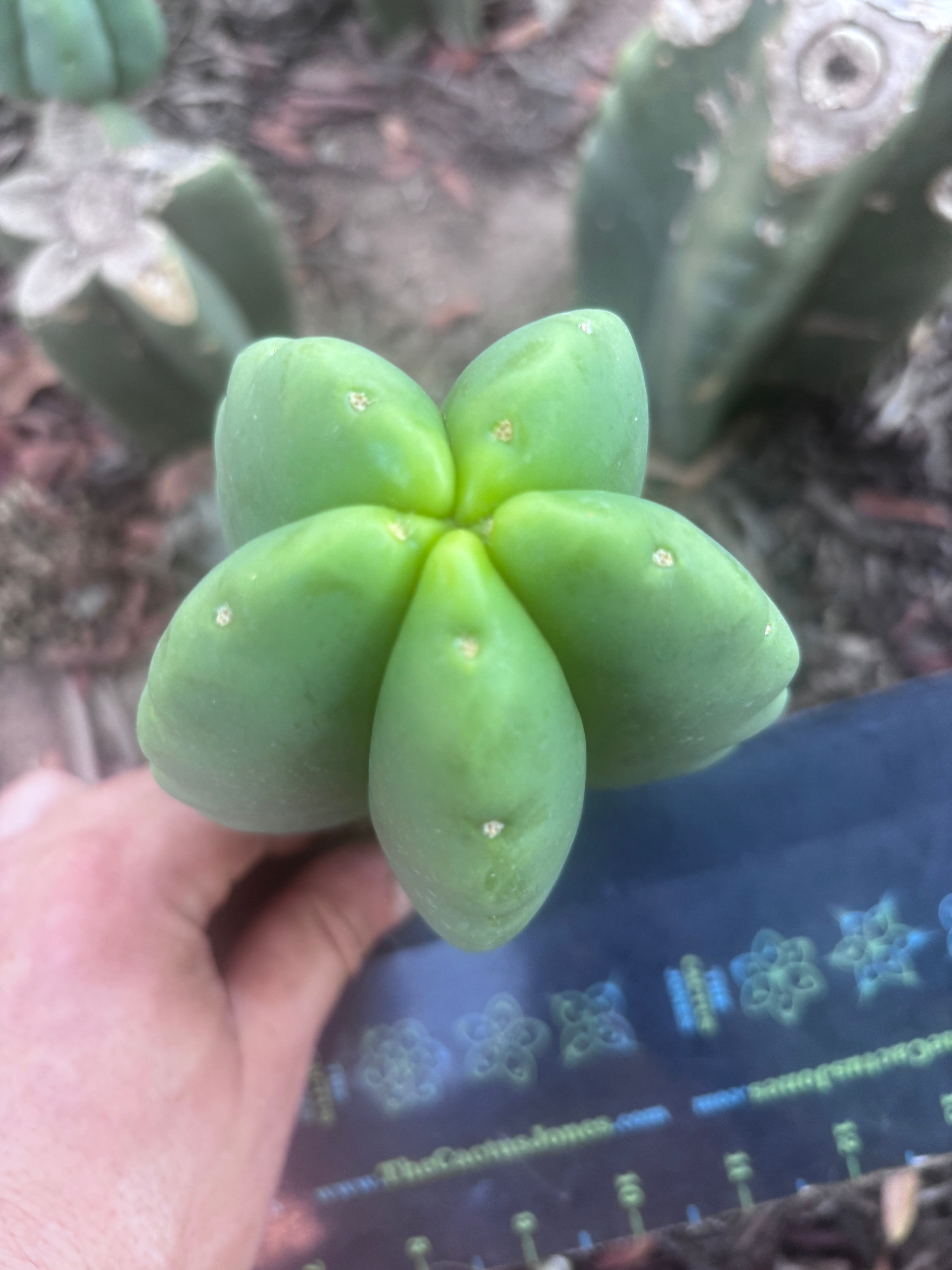 Custom Listing for Ron H