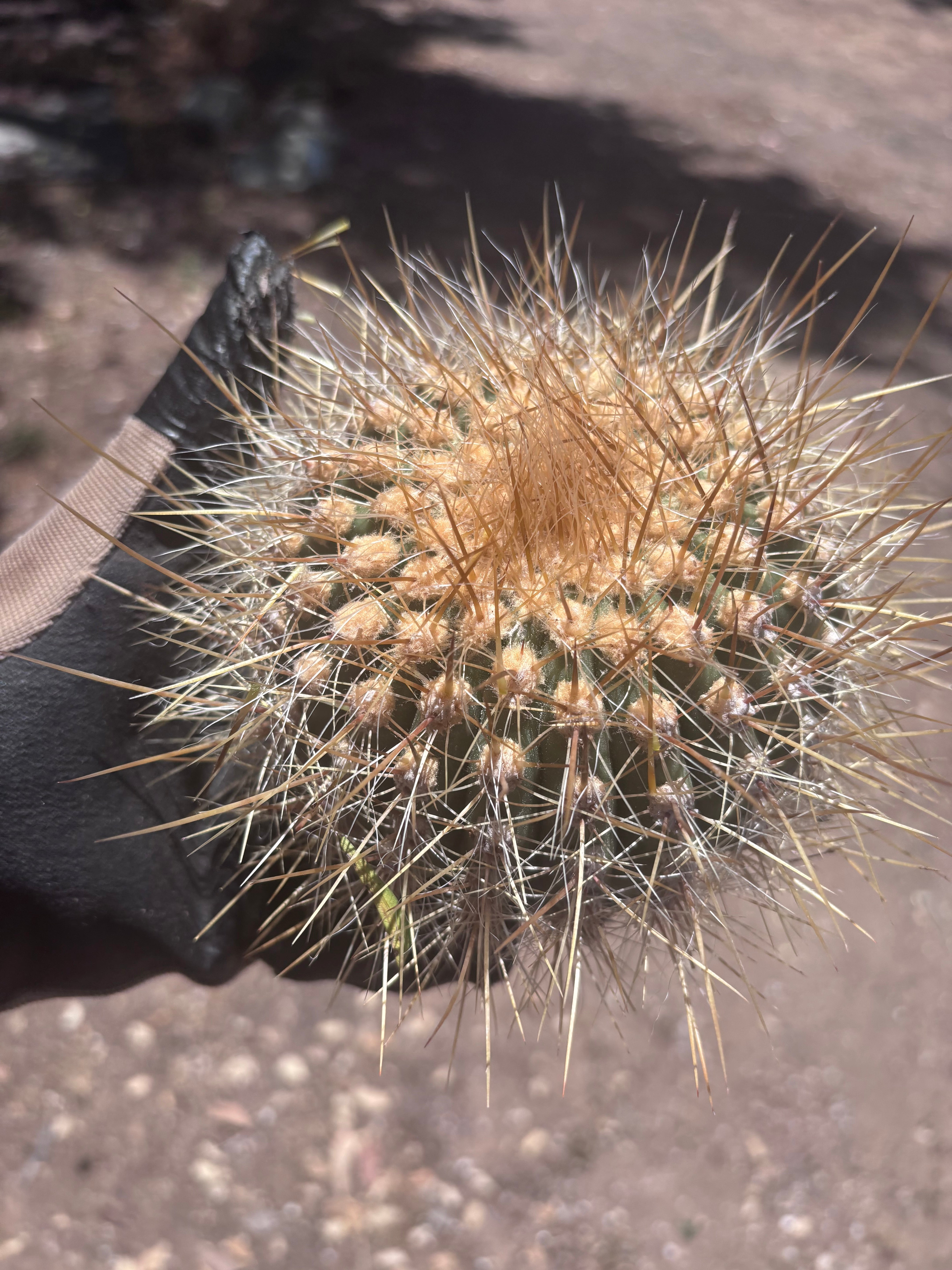 💎 T. Atacamensis — Small Pup