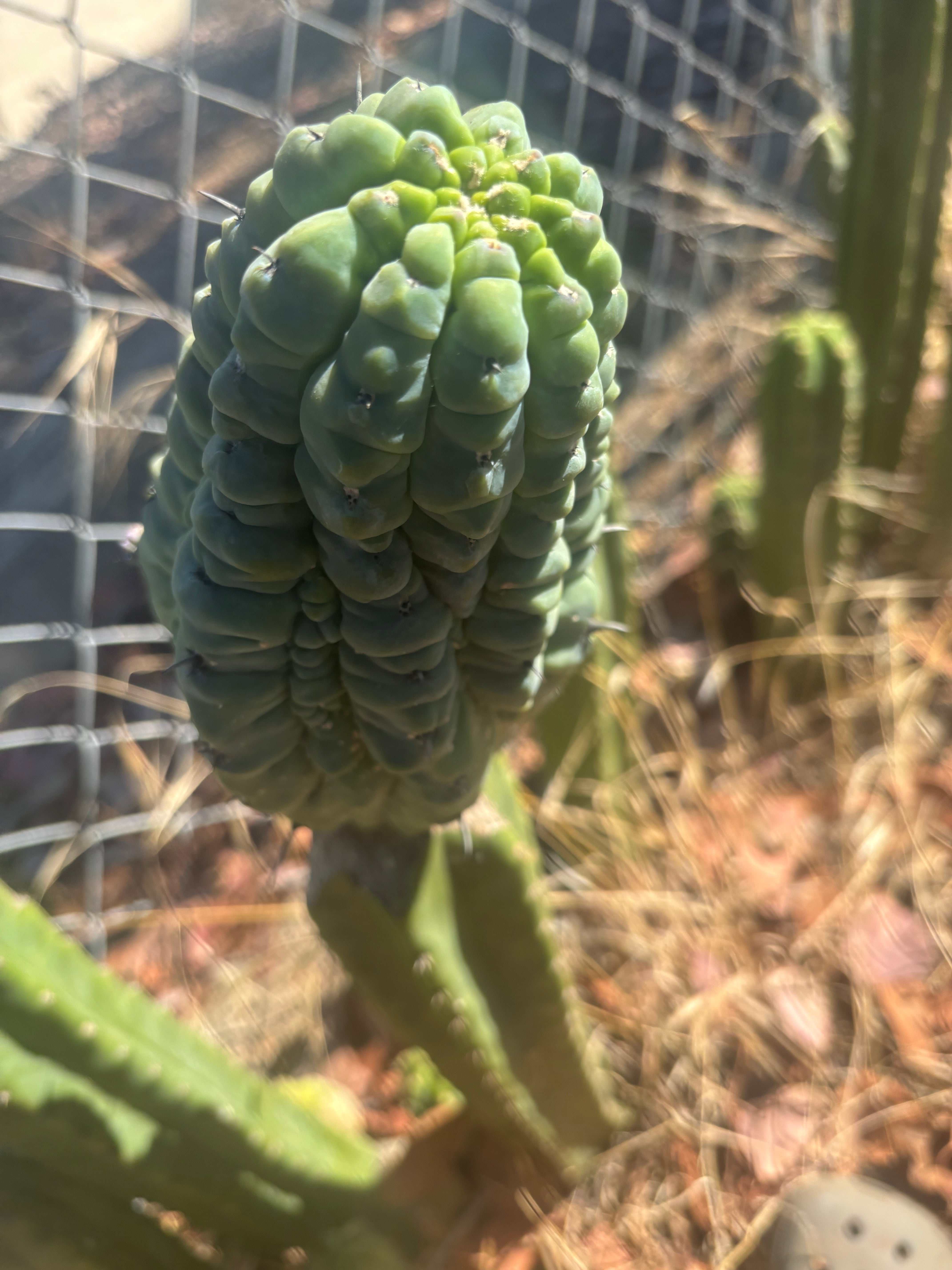 👑💎 Glorp — Another Fat XL Graft