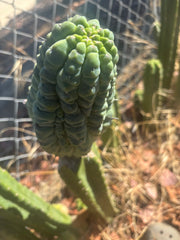 👑💎 Glorp — Another Fat XL Graft
