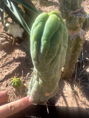 💎👑 Bruce’s Dragon — 8” Tip