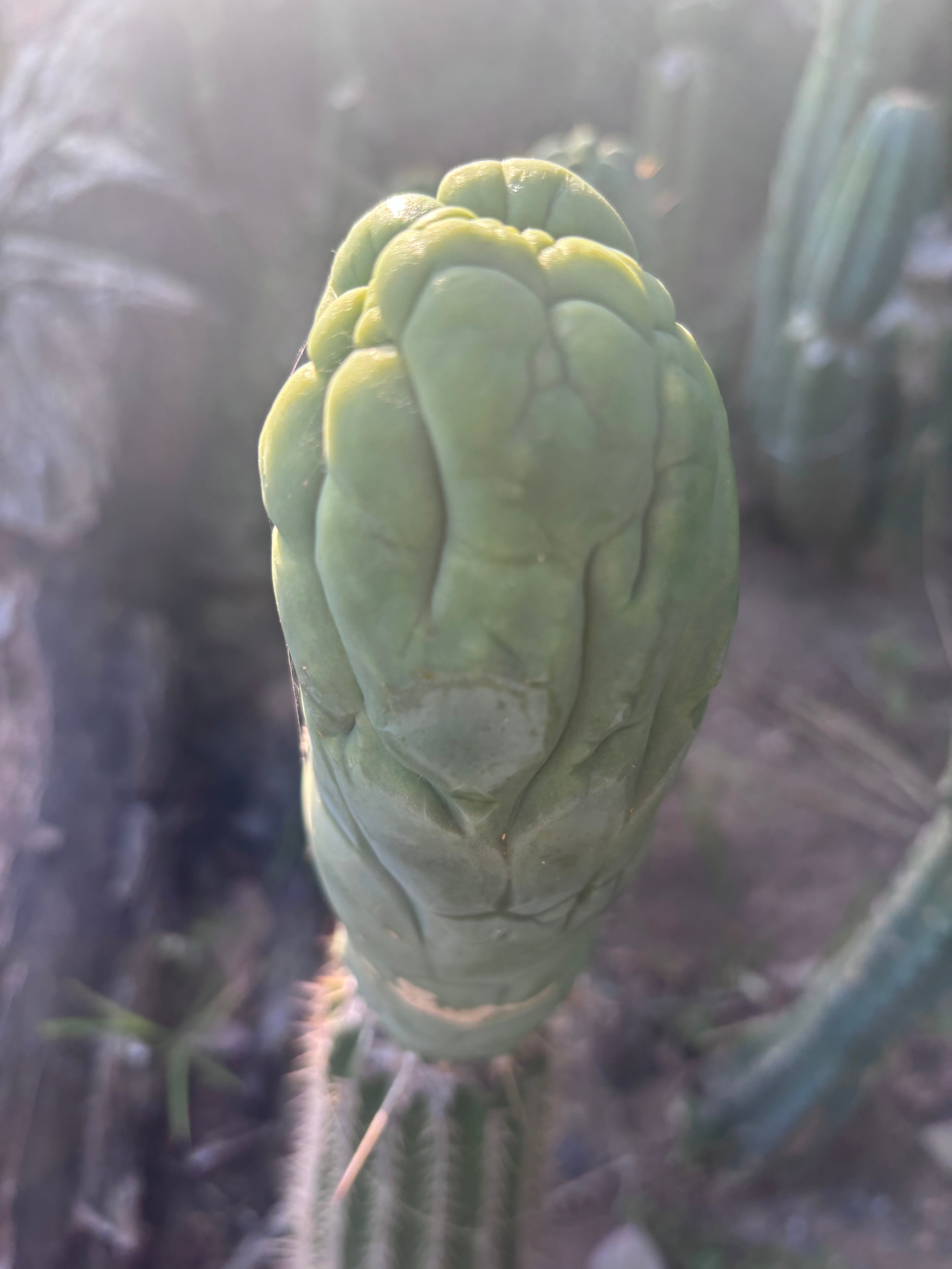 💎👑 Bruce’s Dragon — Chonky 7” Tip