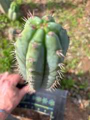 👑🌶️ Kimnach — Flawless 12” Pup