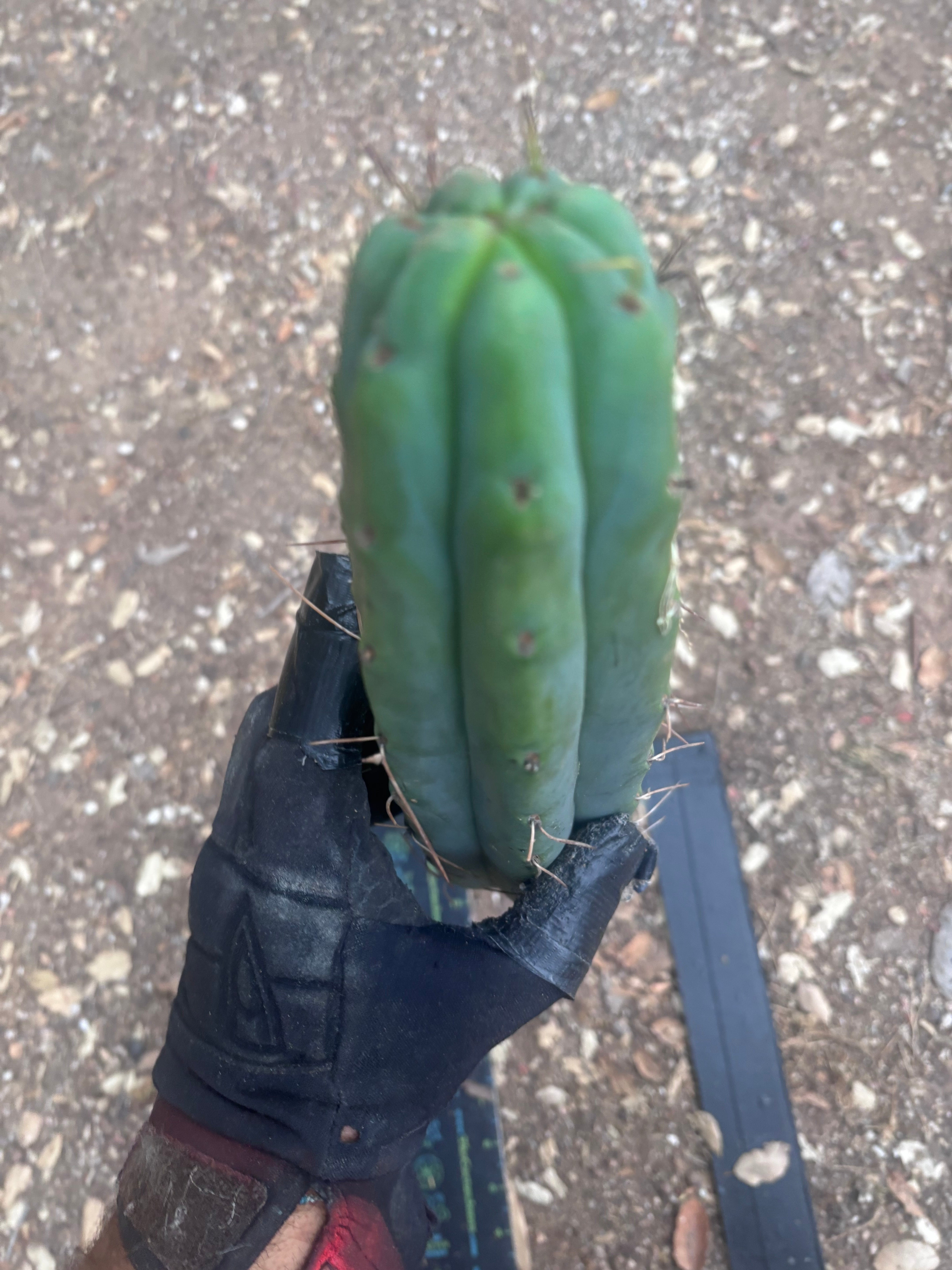 👑🌶️ Psycho0’  — 14” Tip