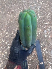👑🌶️ Psycho0’  — 14” Tip