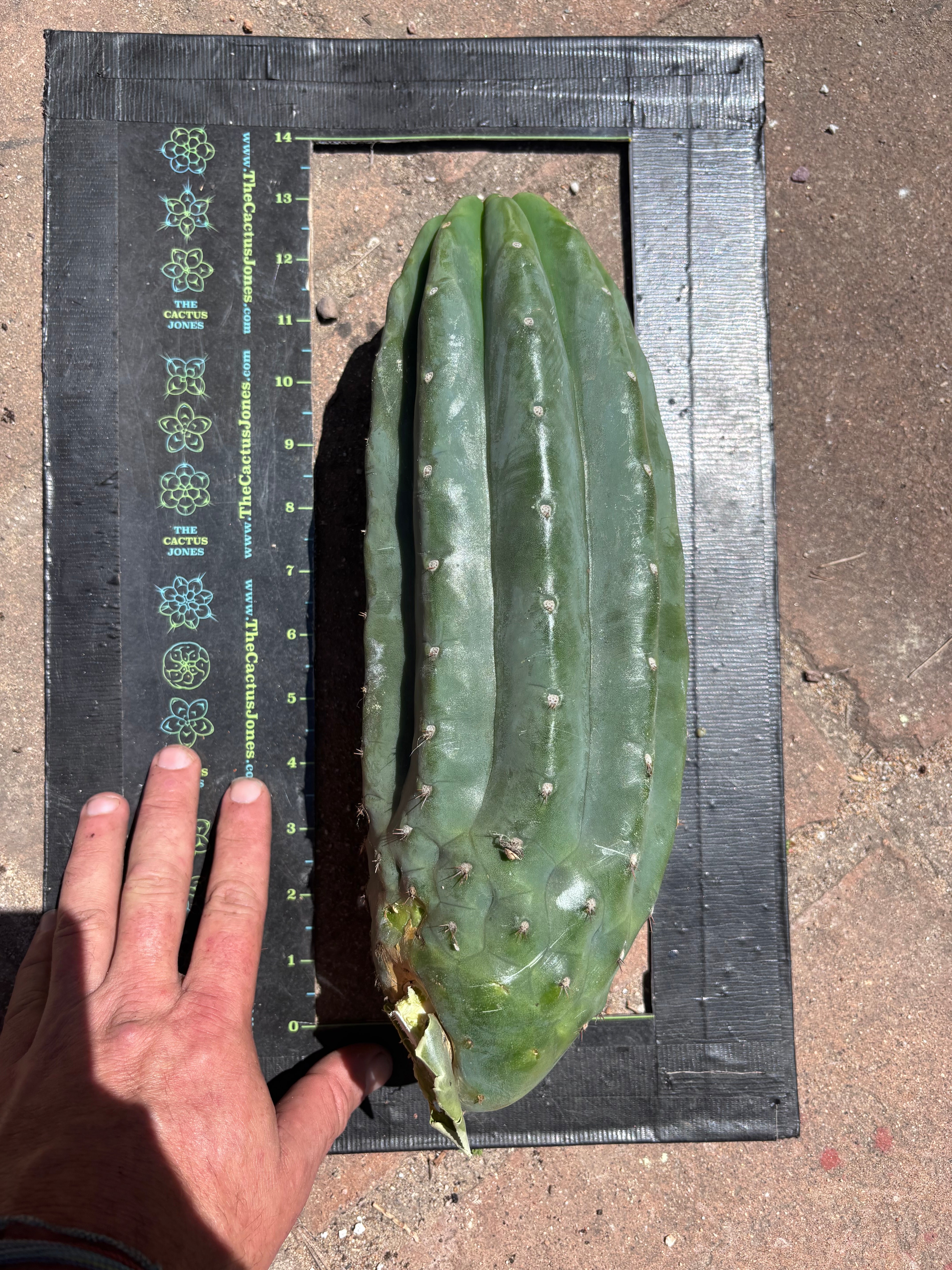 👑🌶️ Pierre — BEEFY 13” Pup