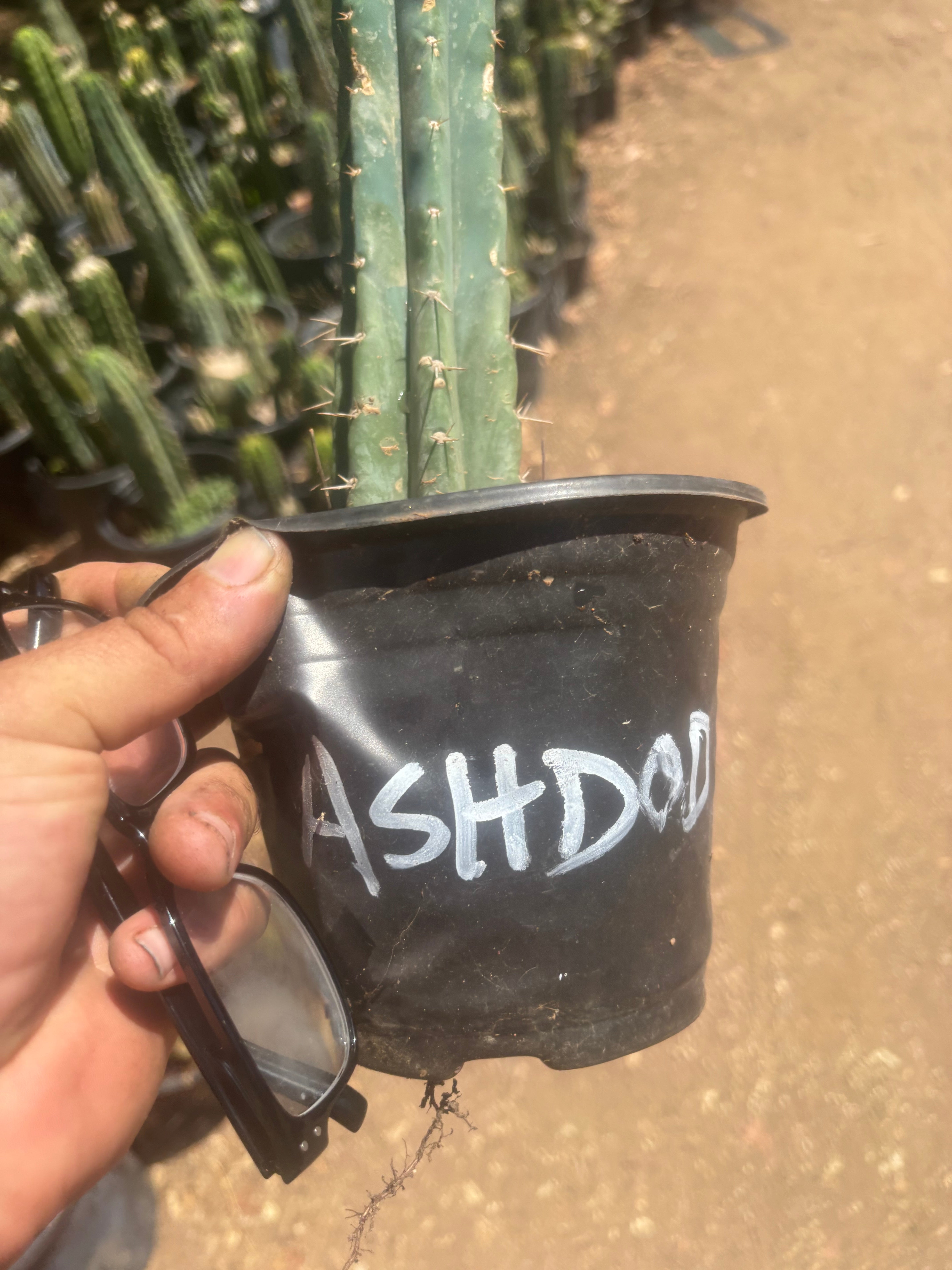 👑🌶️  Ashdod — Rooted 12” Tip