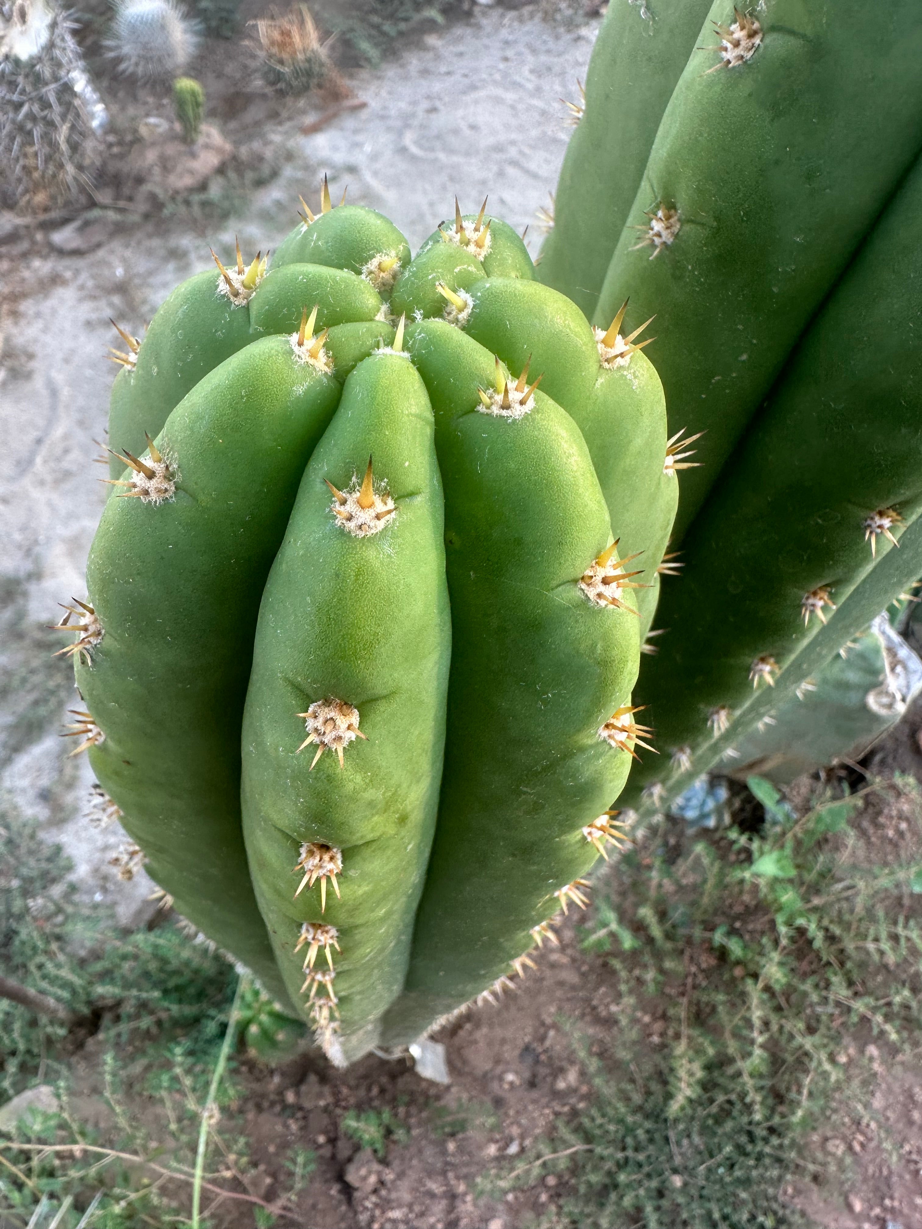 🌶️ Tipz x Super Pedro — FAT 12” Tip