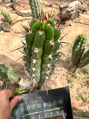 Chalaensis — 11” Tip