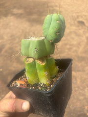 💎👑🌶️ Platform 9 3/4  — Established Puck Graft w/ Pup on Rooted PC