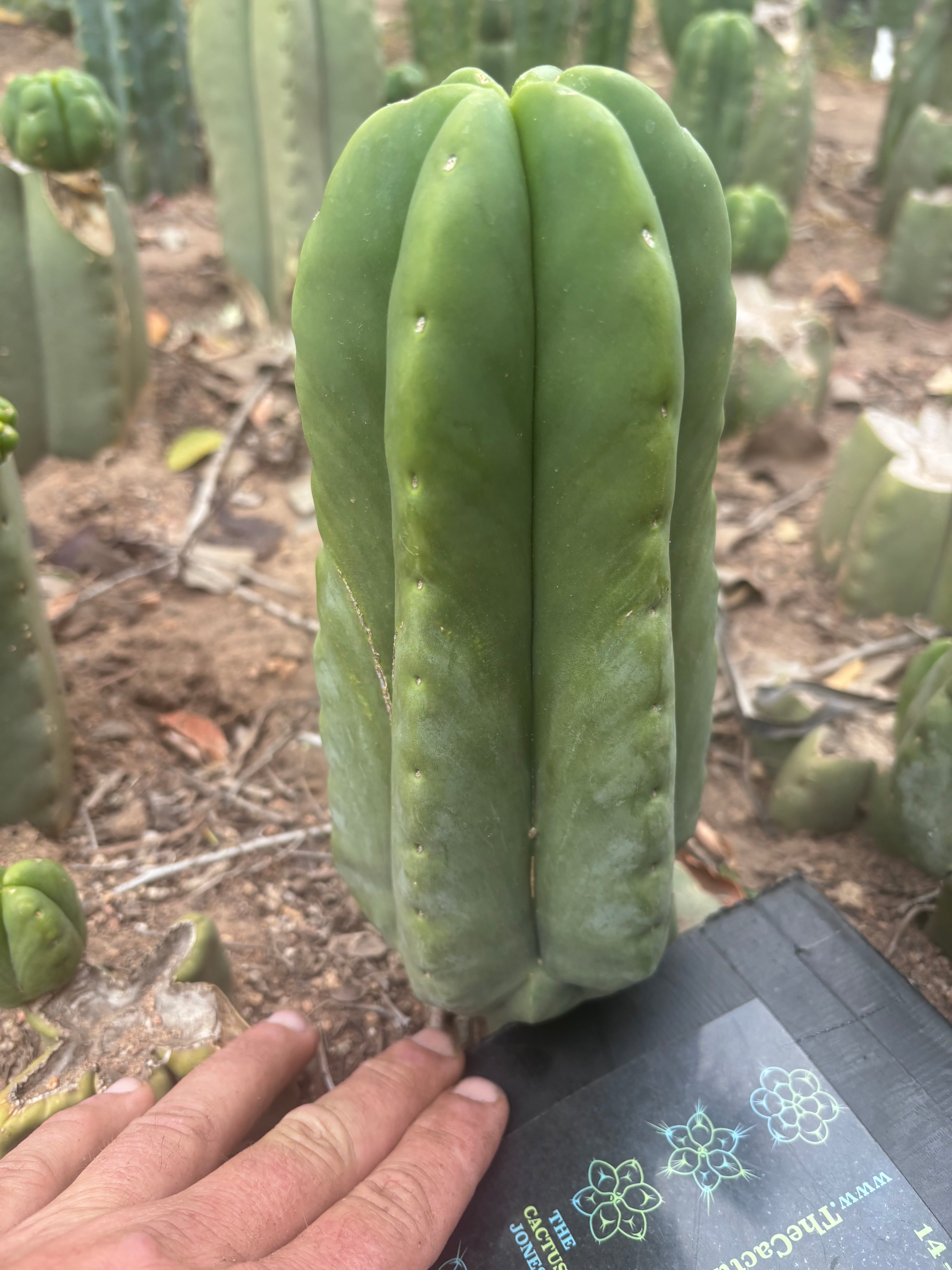 💎👑💎🌶️ Ferah — XL Pup