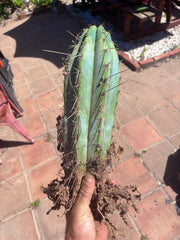 💎👑🌶️ RS0004  — 14” Rooted Chonker