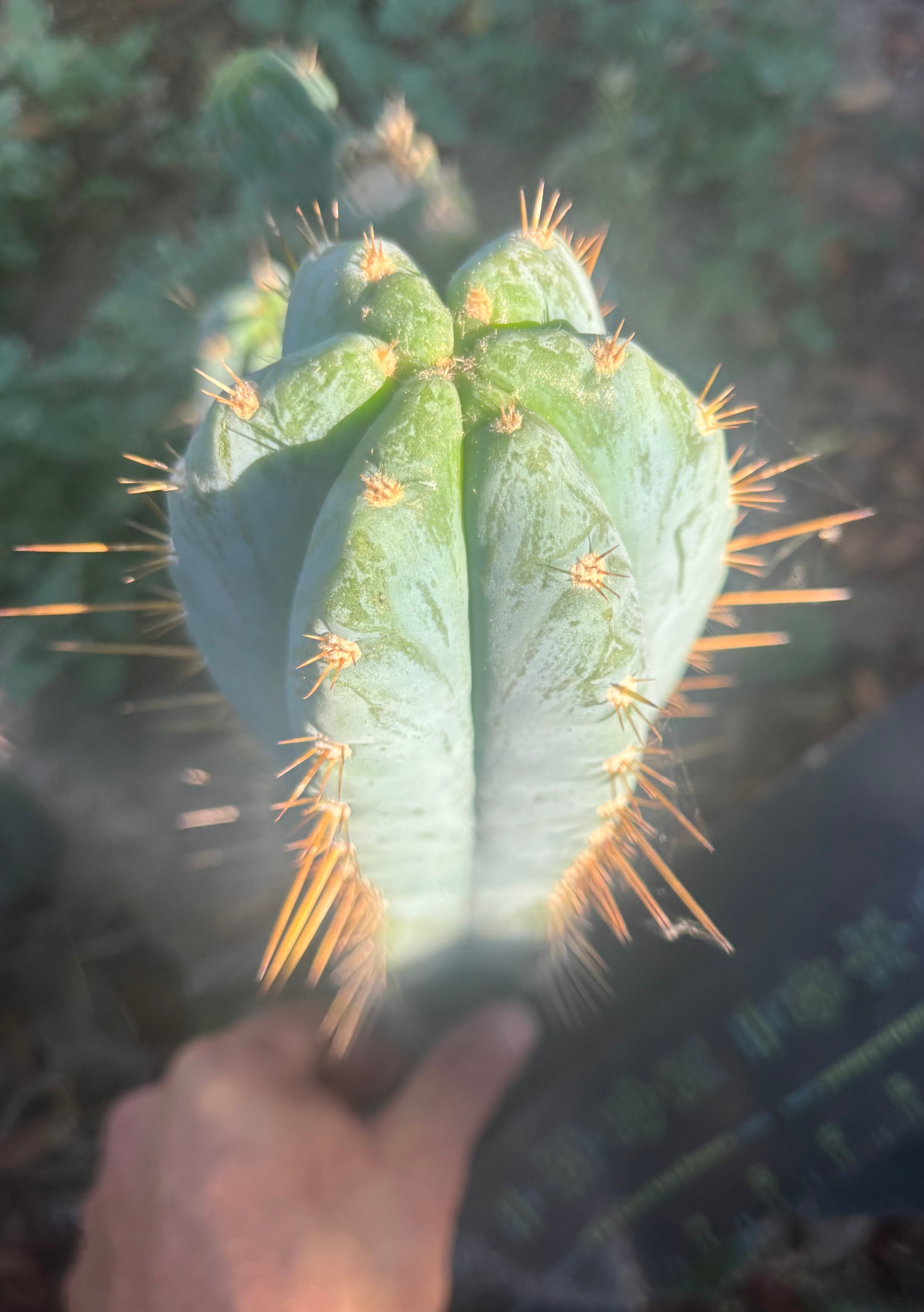 💎👑 Argentinensis “Coopers Clone” — 10” Tip