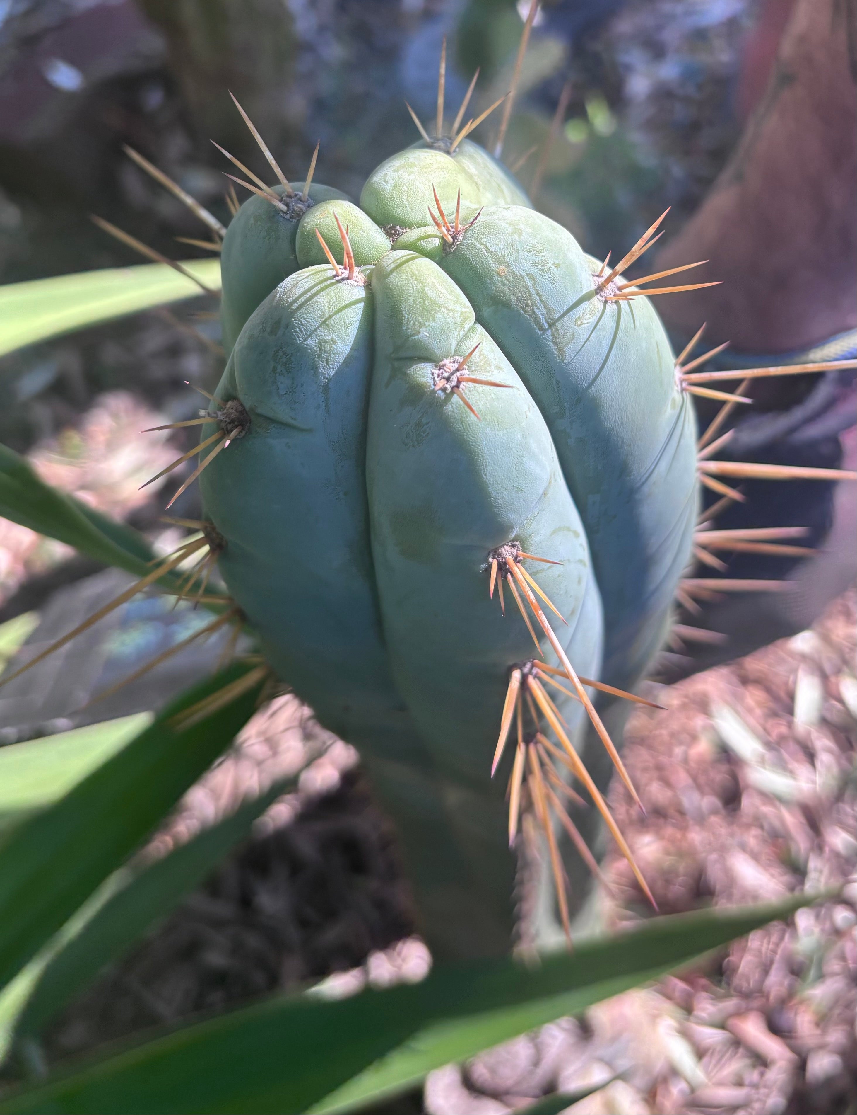 👑 Lotusland Huanu —  Chonky 10” Tip