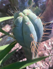 👑 Lotusland Huanu —  Chonky 10” Tip