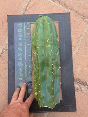👑🌶️ Pierre — Magnum 14” Tip