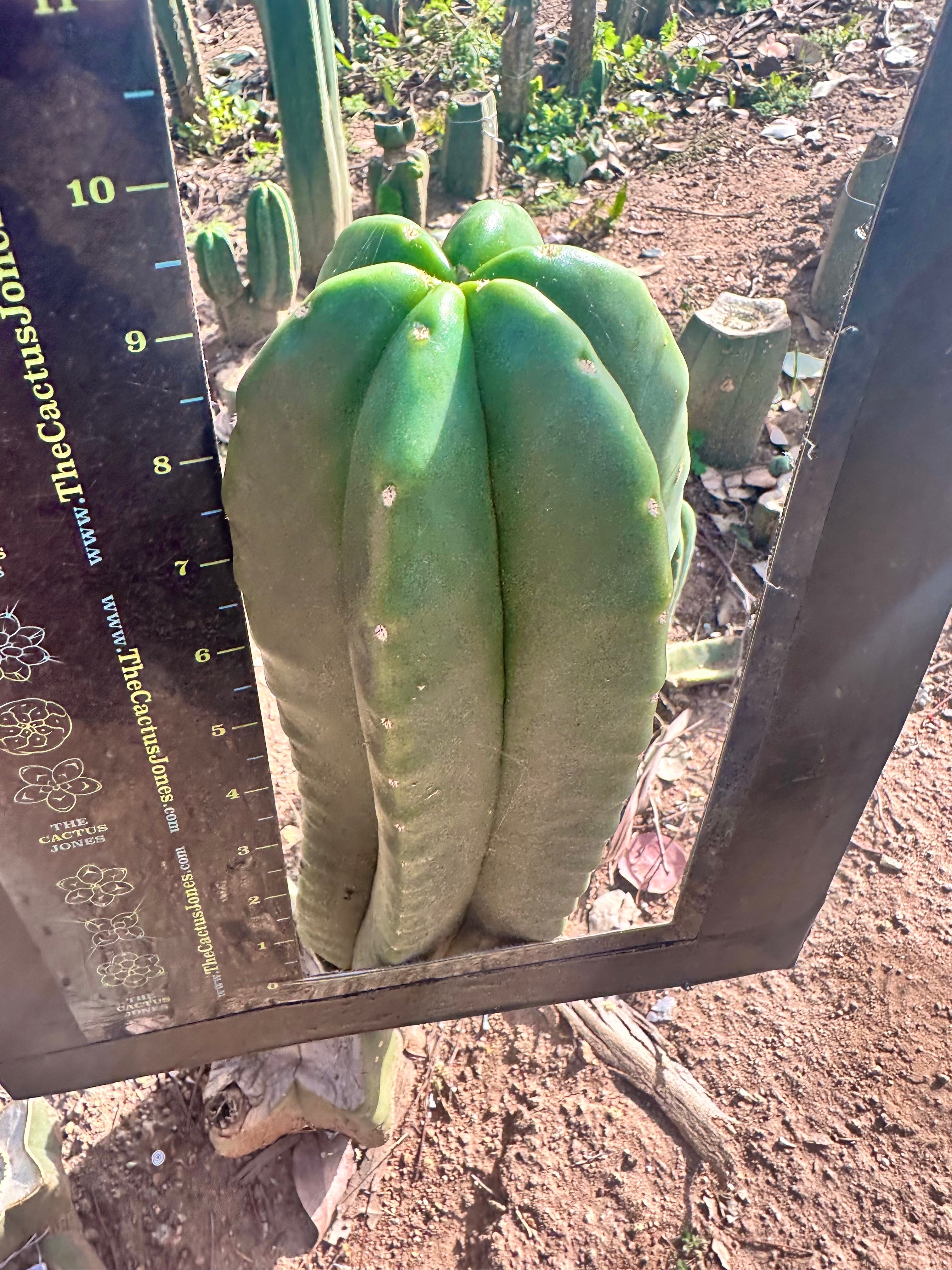 💎👑 Zulk — FATTY Tip