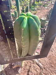 💎👑 Zulk — FATTY Tip