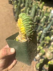 💎🔰💎 TPMCV — Color Split Crest w/ Roots